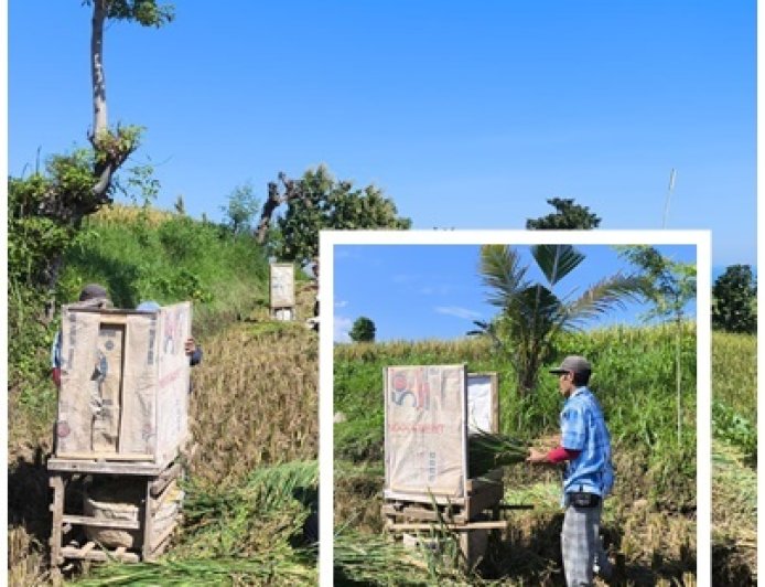 “Rombong, Senjata Sederhana Tekan Susut Panen”