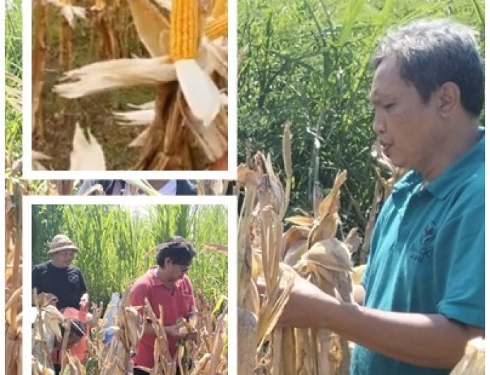 Penyuluh–Petani Solid, Ubinan Jagung Kusamba Tunjukkan Hasil