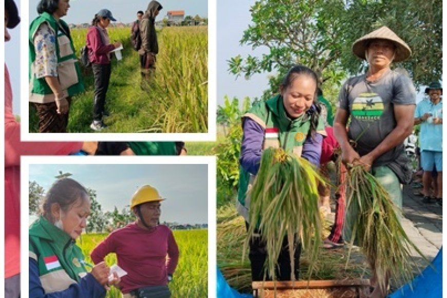 Sanur Tak Hanya Wisata, Panen Tembus 12,92 Ton/Ha
