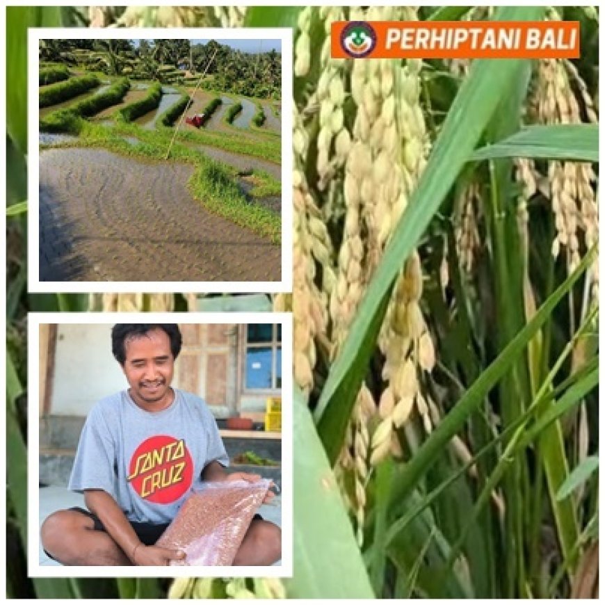 “Arumba Angkat Pendapatan Petani Berangbang”