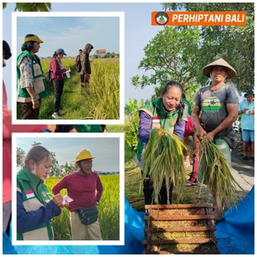 Sanur Tak Hanya Wisata, Panen Tembus 12,92 Ton/Ha