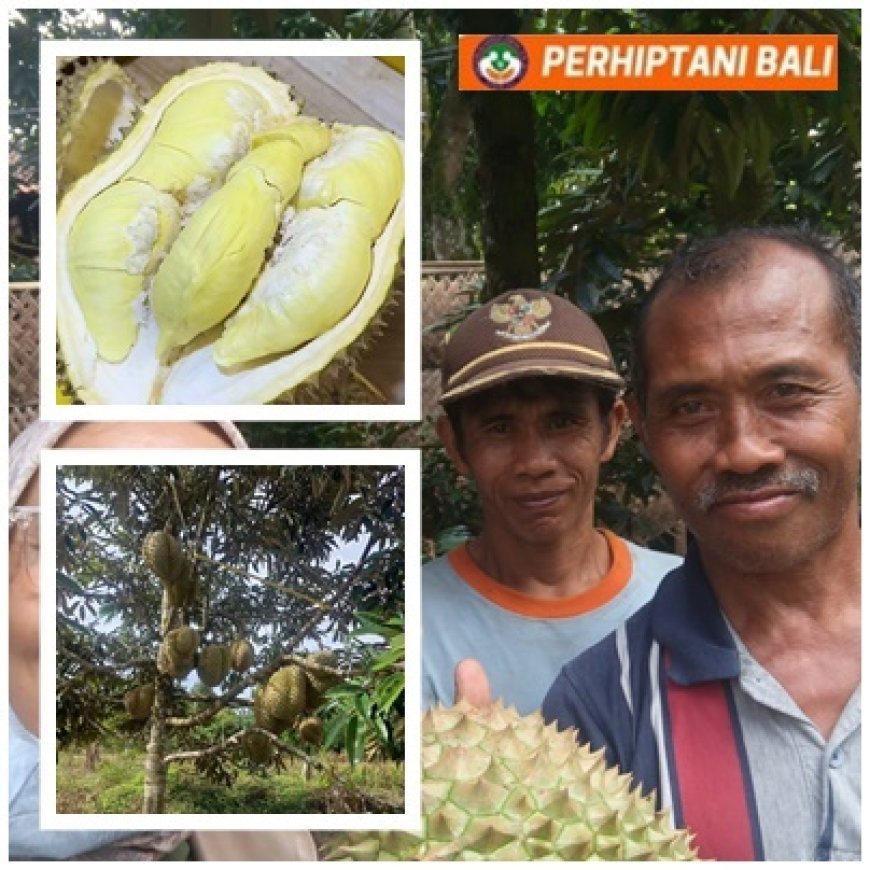 Penyuluh Kawal Durian Banjar Masuk Klaster HDDAP