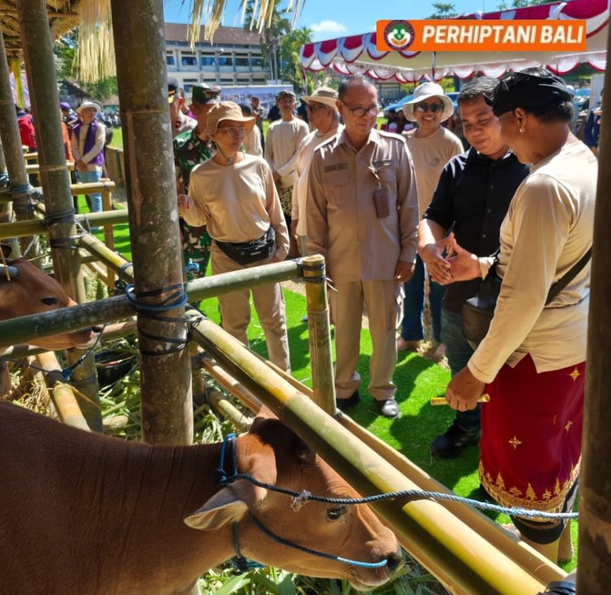 Adu Genetik Sapi Bali, Payangan–Gianyar Dominan