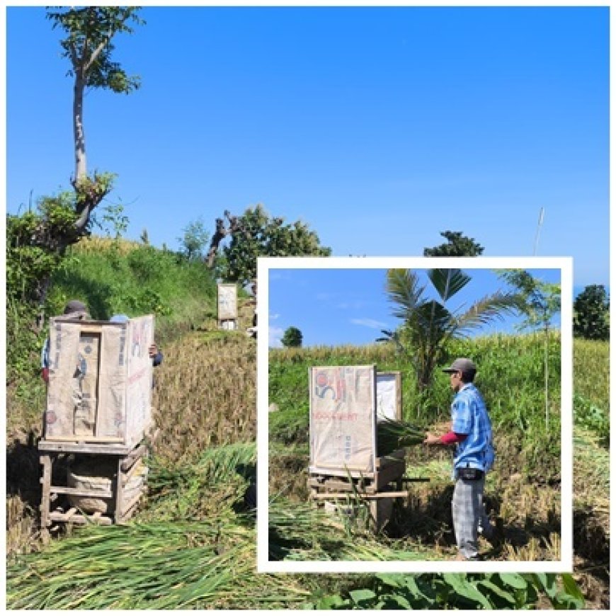 “Rombong, Senjata Sederhana Tekan Susut Panen”