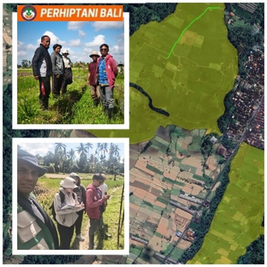 Tak Mau Air Seret, Dinas–Penyuluh–Petani Bergerak Cepat
