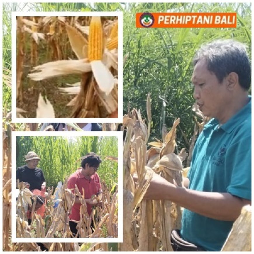 Penyuluh–Petani Solid, Ubinan Jagung Kusamba Tunjukkan Hasil