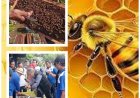 Sentuhan Penyuluh, Madu Jembrana Go Global