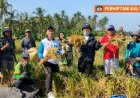 Geliat Penyuluh BPP Selemadeg Dongkrak Produktivitas Padi