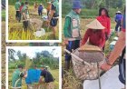 “PPL Payangan Kawal Produktivitas Padi”