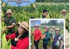 Jagung Subak Belong Tembus 11,2 Ton/Ha