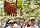 Panen Anggur di Tengah Kota, Denpasar Dorong Urban Farming