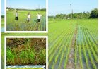 Baru Diuji, Arkansas Sudah Menular ke Petani