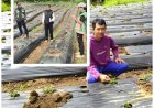 Penyuluh Kawal Petani Muda, Kentang Kian Berkembang