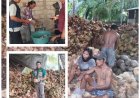 Kelapa Pacung Naik Kelas, VCO Jadi Mesin Ekonomi Desa