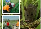 PPL–Petani Kepung Hama Tikus di Subak Akah