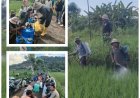Tak Tunggu Meluas, PPL dan Petani Serentak Kepung Penggerek Batang