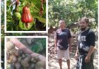 Mete Buleleng Menjanjikan, Hama dan Hilirisasi Jadi PR