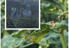 Petani Lapor, SIGAP TANI Langsung Meluncur