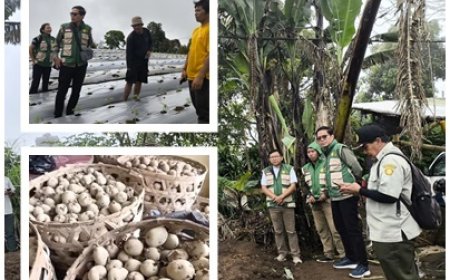 “Petani Muda Bangkit, Kelsi Bali Turun Gunung Kawal Kentang Buleleng”