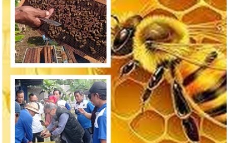 Sentuhan Penyuluh, Madu Jembrana Go Global