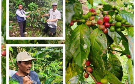Kopi Wanagiri Naik Kelas, Teknologi dan Zero Waste Jadi Senjata