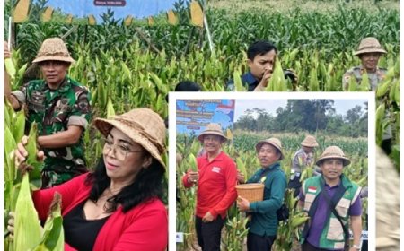 Jagung Subak Belong Tembus 11,2 Ton/Ha