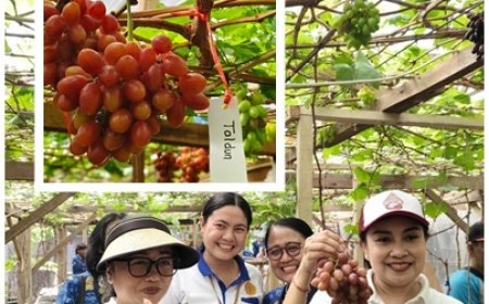 Panen Anggur di Tengah Kota, Denpasar Dorong Urban Farming