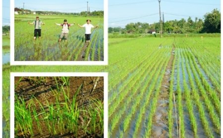 Baru Diuji, Arkansas Sudah Menular ke Petani
