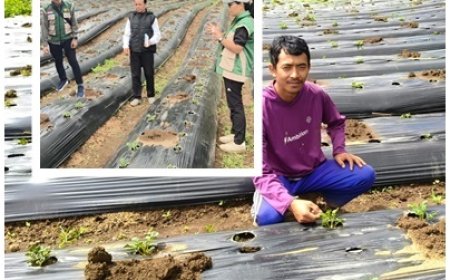 Penyuluh Kawal Petani Muda, Kentang Kian Berkembang