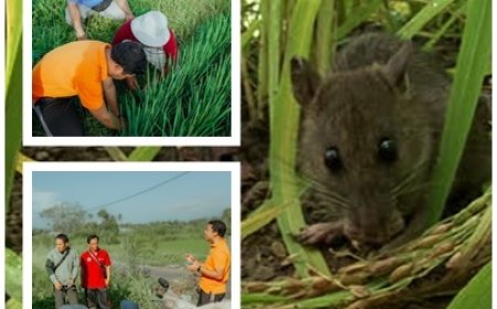 PPL–Petani Kepung Hama Tikus di Subak Akah