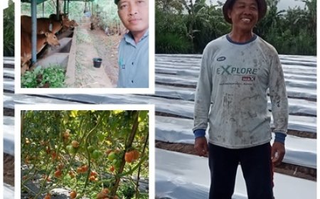 Jurus Lembu Lestari Dongkrak Produktivitas