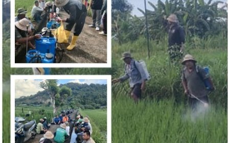 Tak Tunggu Meluas, PPL dan Petani Serentak Kepung Penggerek Batang