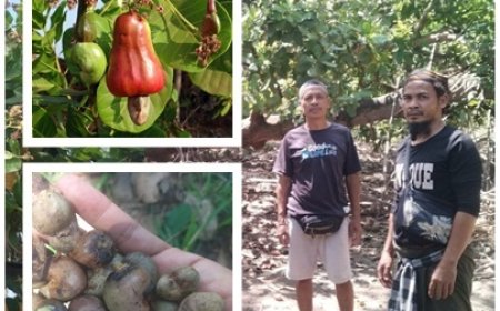 Mete Buleleng Menjanjikan, Hama dan Hilirisasi Jadi PR