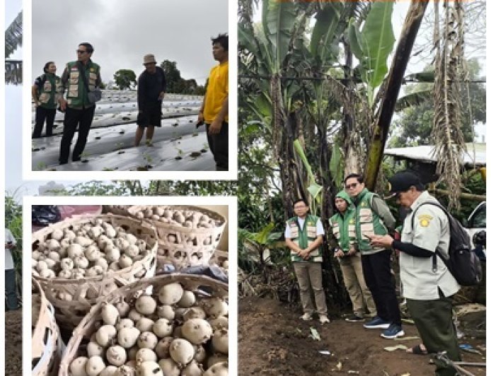 “Petani Muda Bangkit, Kelsi Bali Turun Gunung Kawal Kentang Buleleng”