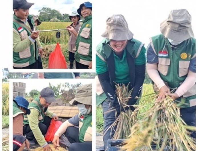 Tibubeneng Melejit 9,63 Ton/Ha