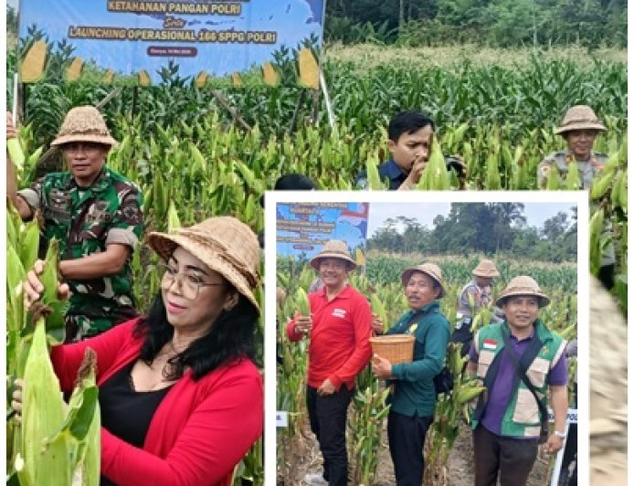 Jagung Subak Belong Tembus 11,2 Ton/Ha