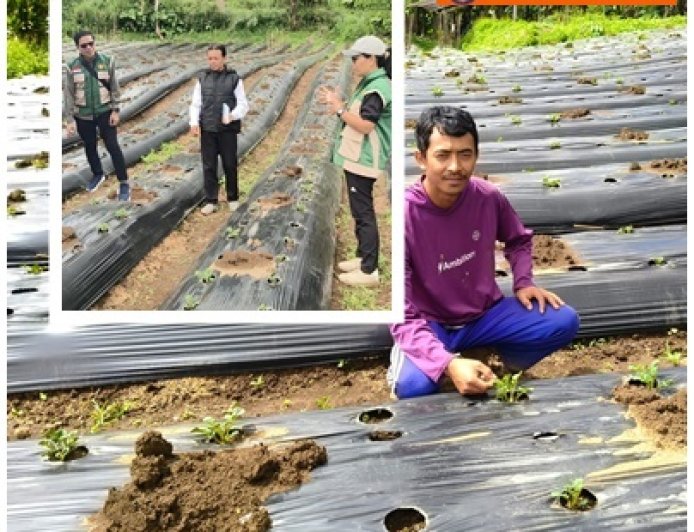 Penyuluh Kawal Petani Muda, Kentang Kian Berkembang
