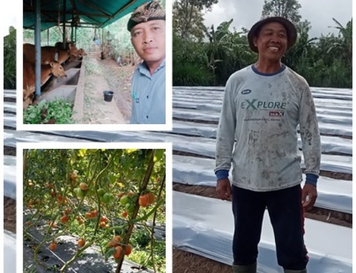Jurus Lembu Lestari Dongkrak Produktivitas