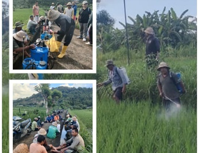 Tak Tunggu Meluas, PPL dan Petani Serentak Kepung Penggerek Batang