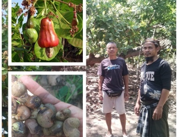 Mete Buleleng Menjanjikan, Hama dan Hilirisasi Jadi PR