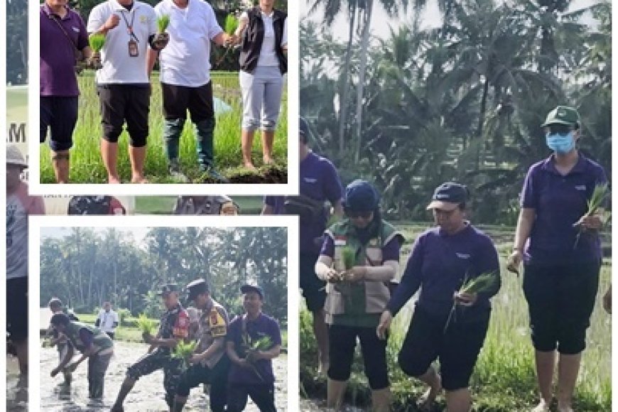 Gertam Serentak di Pejeng Kaja, Petani–Penyuluh Kompak