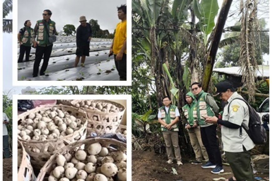 “Petani Muda Bangkit, Kelsi Bali Turun Gunung Kawal Kentang Buleleng”