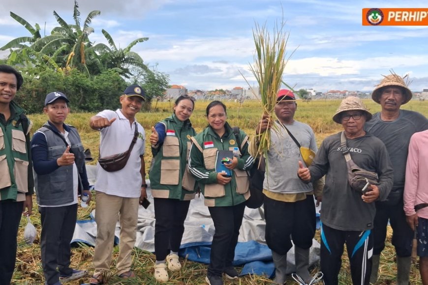 Subak Kerdung Tersenyum, Panen Tembus 11 Ton/Ha