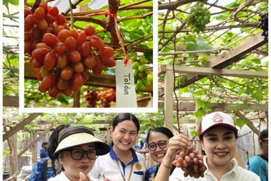Panen Anggur di Tengah Kota, Denpasar Dorong Urban Farming