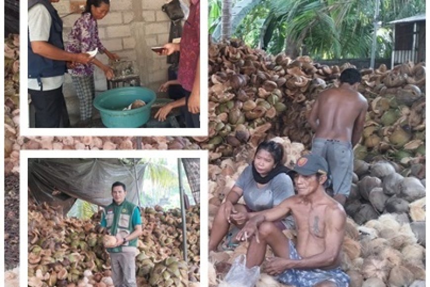 Kelapa Pacung Naik Kelas, VCO Jadi Mesin Ekonomi Desa