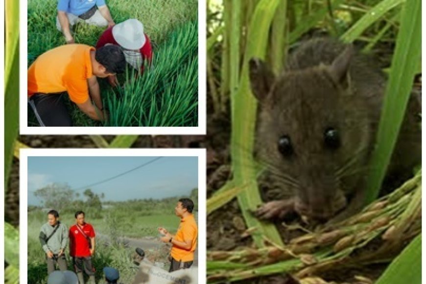 PPL–Petani Kepung Hama Tikus di Subak Akah