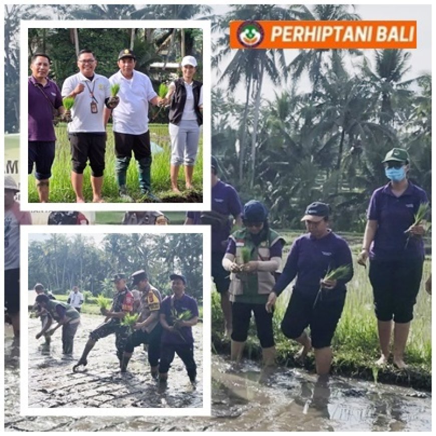 Gertam Serentak di Pejeng Kaja, Petani–Penyuluh Kompak