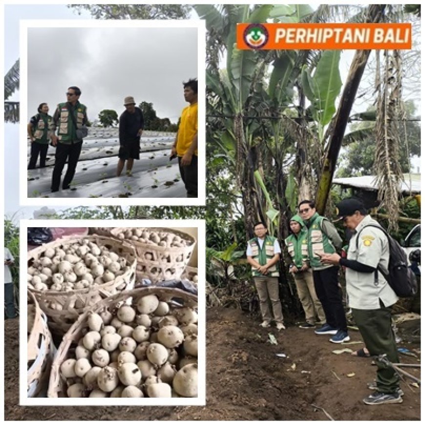 “Petani Muda Bangkit, Kelsi Bali Turun Gunung Kawal Kentang Buleleng”