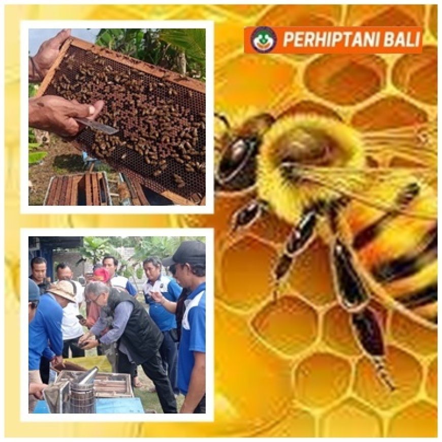 Sentuhan Penyuluh, Madu Jembrana Go Global