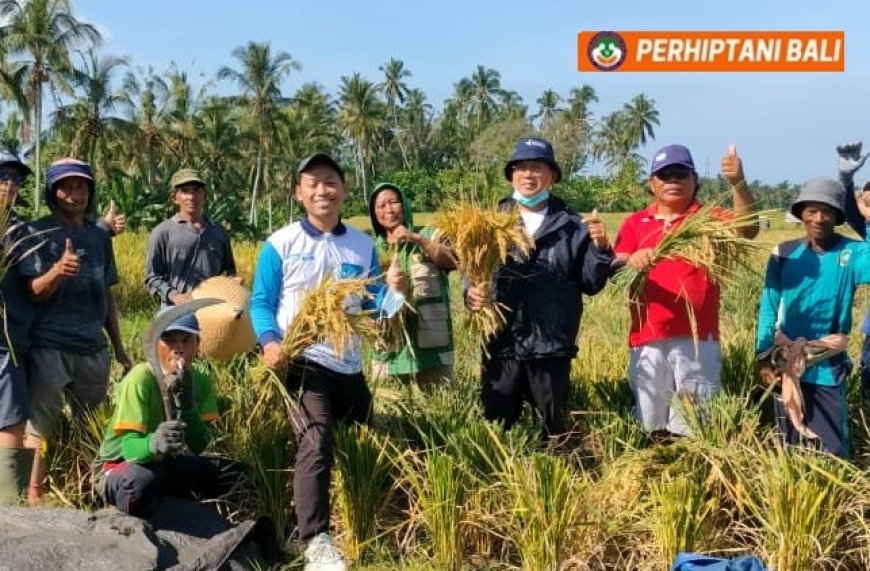 Geliat Penyuluh BPP Selemadeg Dongkrak Produktivitas Padi